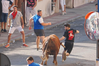 Encierro de reses bravas de Íscar