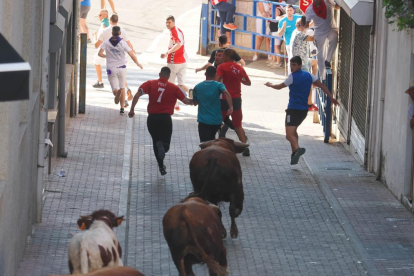 Encierro de reses bravas de Íscar