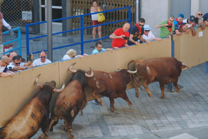 Encierro de reses bravas de Íscar