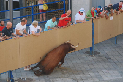 Encierro de reses bravas de Íscar