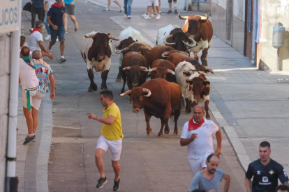 Encierro de reses bravas de Íscar