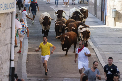 Encierro de reses bravas en Íscar