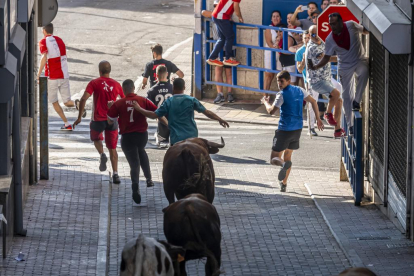 Encierro de reses bravas en Íscar