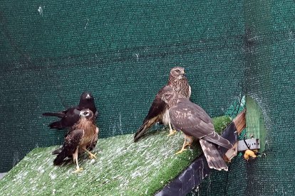 El consejero de Medio Ambiente, Vivienda y Ordenación del Territorio, Juan Carlos Suárez-Quiñones, visita las instalaciones del Centro de Recuperación de Animales Silvestres (CRAS) de Valladolid.