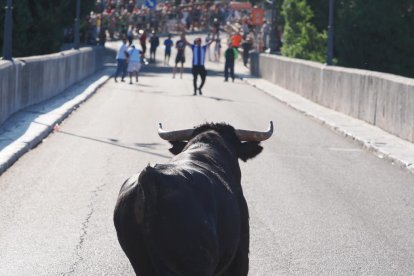 Toro del Alba de Tudela de Duero.