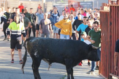 Toro del Alba de Tudela de Duero.