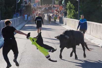 Toro del Alba de Tudela de Duero.