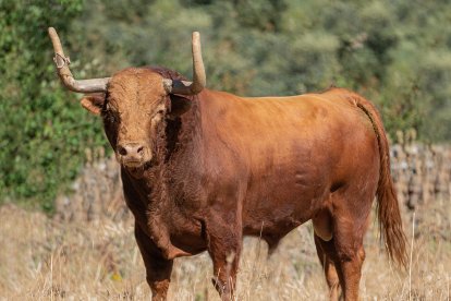 Portillo, Toro de la Vega 2024