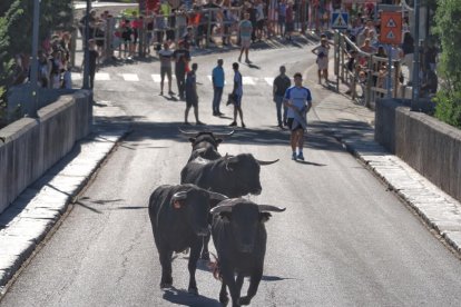 Segundo encierro de Tudela de Duero este viernes.