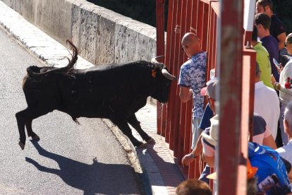 Segundo encierro de Tudela de Duero este viernes.