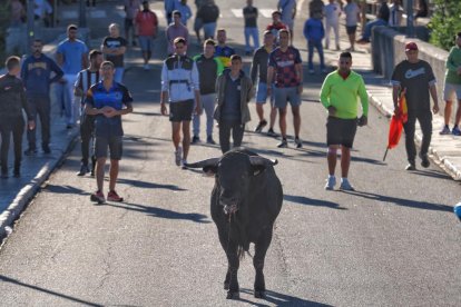 Segundo encierro de Tudela de Duero este viernes.