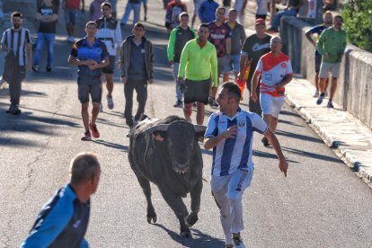 Segundo encierro de Tudela de Duero este viernes.