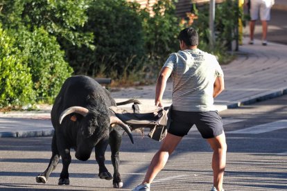 Segundo encierro de Tudela de Duero este viernes.