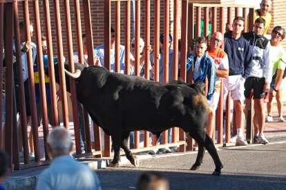 Segundo encierro de Tudela de Duero este viernes.