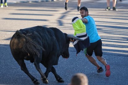 Segundo encierro de Tudela de Duero este viernes.