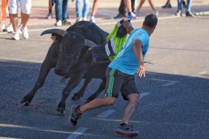 Segundo encierro de Tudela de Duero este viernes.