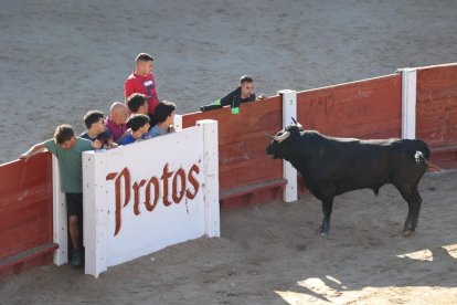 Segundo encierro de las fiestas de Peñafiel.