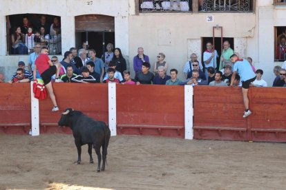 Segundo encierro de las fiestas de Peñafiel.