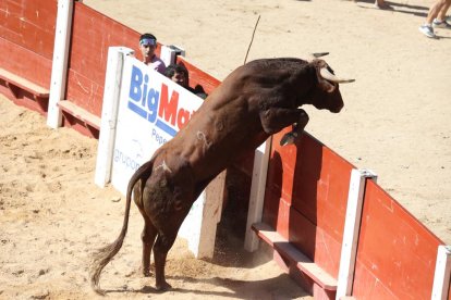 Segundo encierro de las fiestas de Peñafiel.