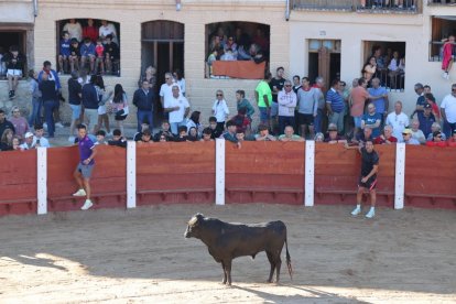 Segundo encierro de las fiestas de Peñafiel.