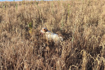 Apertura de la media veda de caza en Castilla y León.