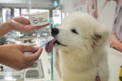 Un perro prueba uno de los helados de Gelati Ernesto