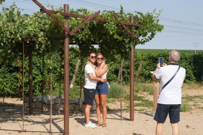 Visita guiada a los viñedos y bodega de Yllera, en Rueda