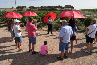 Visita guiada a los viñedos y bodega de Yllera, en Rueda