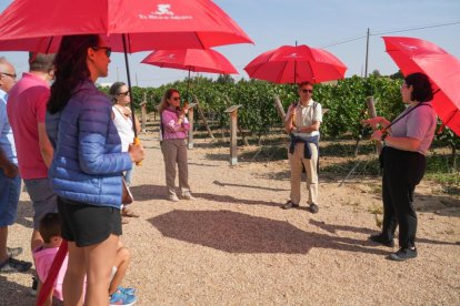 Visita guiada a los viñedos y bodega de Yllera, en Rueda