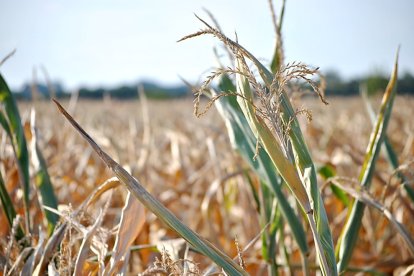 Efectos de la sequía en una plantación de maíz.