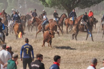 Toro de la Vega en Tordesillas