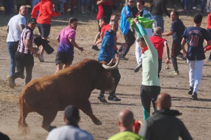 Toro de la Vega en Tordesillas