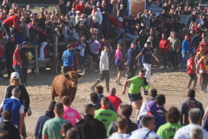 Toro de la Vega en Tordesillas