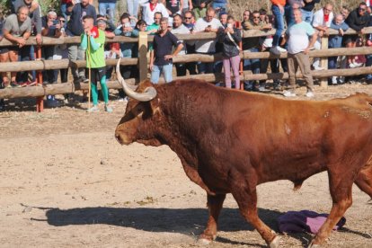 Toro de la Vega en Tordesillas