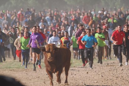 Toro de la Vega en Tordesillas