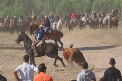 Toro de la Vega en Tordesillas