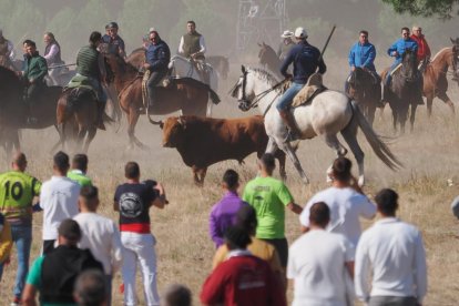 Toro de la Vega en Tordesillas