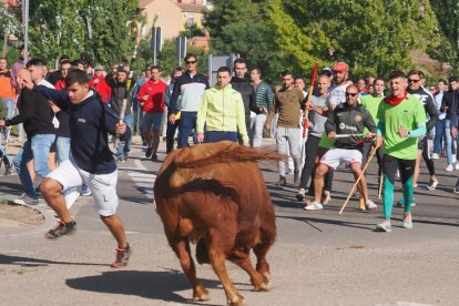 Toro de la Vega en Tordesillas