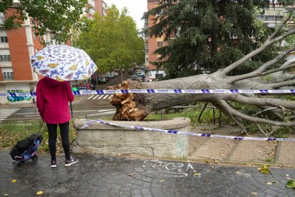 Árbol caído en el acceso al parque Patricia en Pajarillos