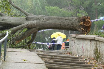 Árbol caído por el huracán 'Kirk' en el parque Patricia de Pajarillos