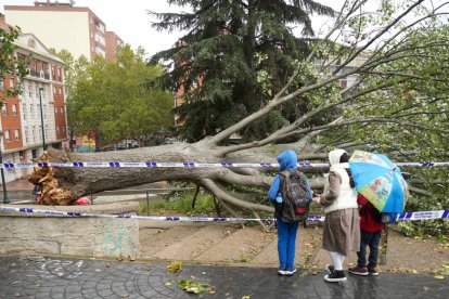 Árbol caído en el acceso al parque Patricia en Pajarillos