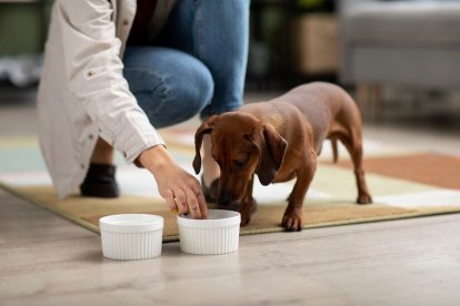 Dieta para perros