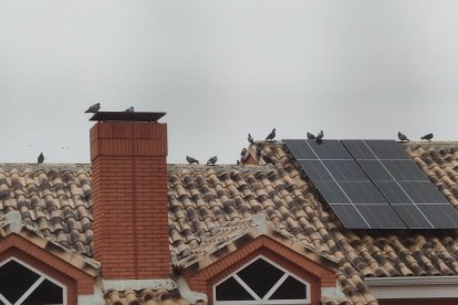 CCD en Adeamayor presenta una moción ante la proliferación de palomas en el pueblo