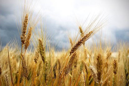 Amenaza de tormenta sobre un campo de cereal