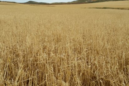 Campo de herbáceos afectado por el pedrisco, uno de los principales riesgos en Castilla y León