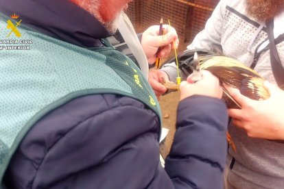 La Guardia Civil con uno de los gallos de pelea y su dueño, investigado por maltrato.
