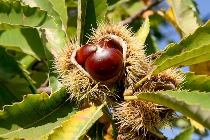 Castañas para recolectar