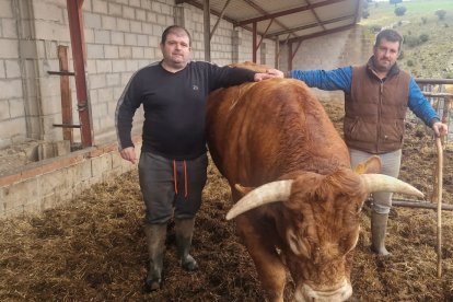 Los hermanos David y Daniel posan con sus vacas en Fuentenebro