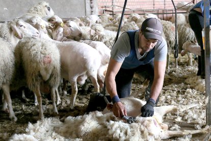 Esquileo de ovejas en la localidad palentina de Fuentes de Valdepero, en una foto de archivo.