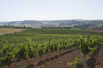 Viñedos de la Ribera del Duero en una imagen de archivo